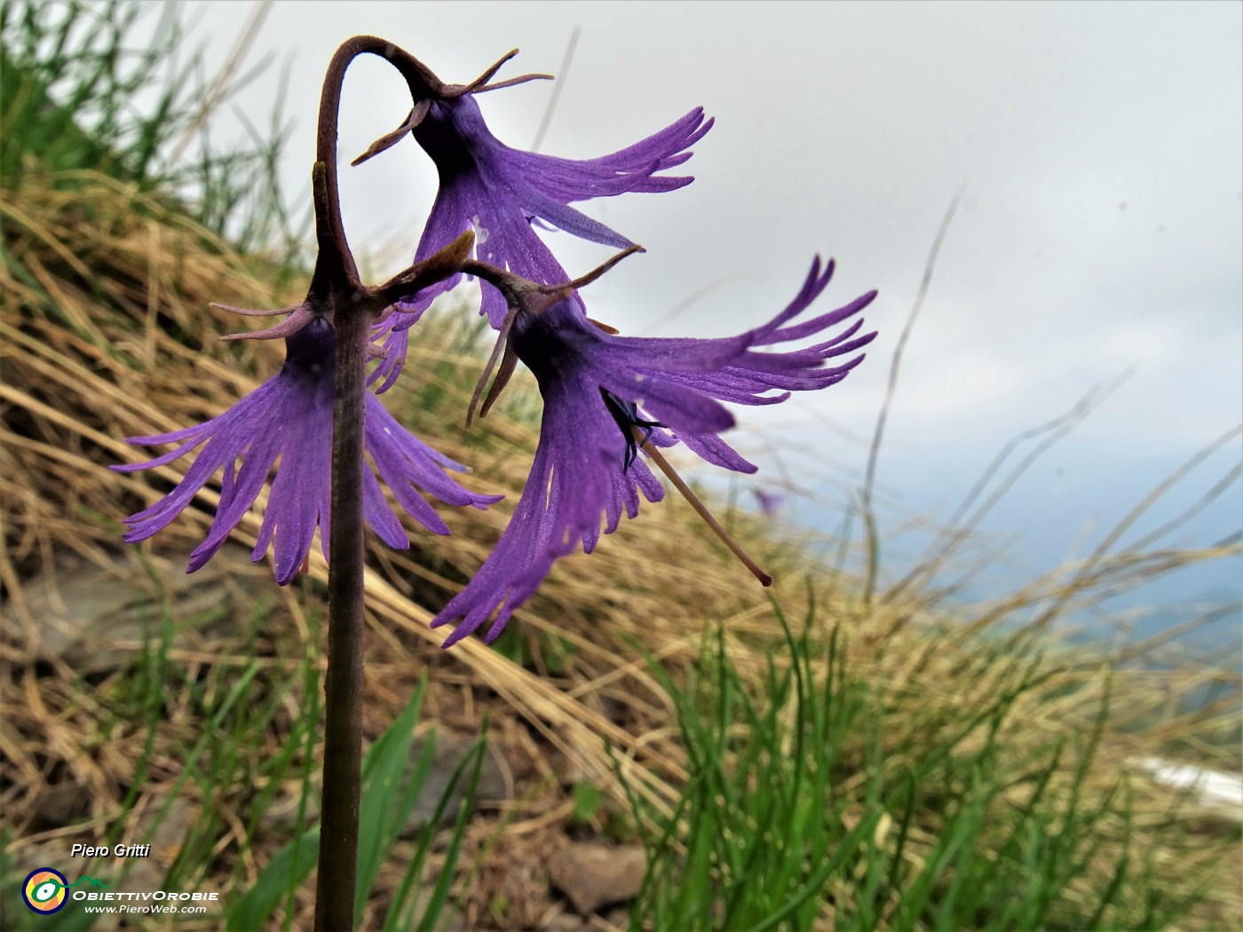 72 Soldanella alpina (Soldanella alpina).JPG